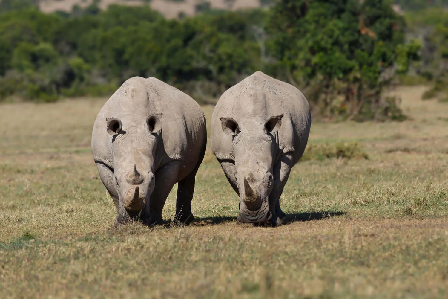 safari from Mombasa