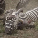 An Extraordinary African Safari