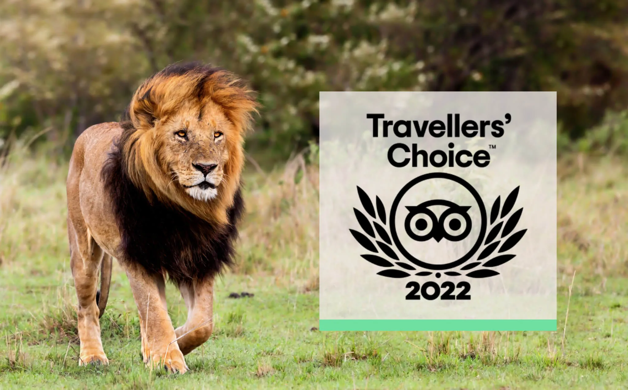 Tripadvisor’s Travelers’ Choice Award for 2022 Goes to Shadows of Africa!